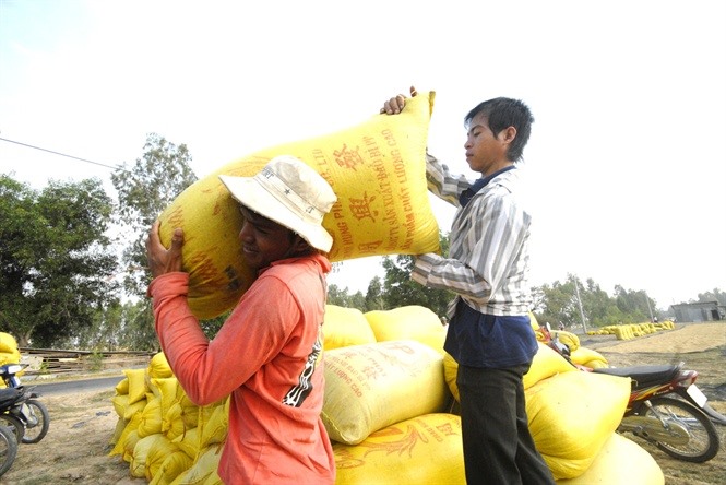 Since they sell fresh rice right after harvesting, farmers are not benefiting from rising prices. – Photo danviet.vn